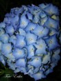 /album/ciko/dsc08168-copy-jpg/